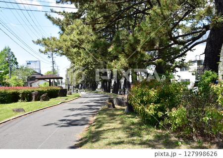 愛知県 知立の松並木と側道 愛知県 知立の松並木と側道 127998626