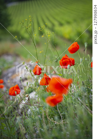 Vibrant poppies blooming along the stone wall in the Bordeaux vineyards of Saint-Emilion during 127998634