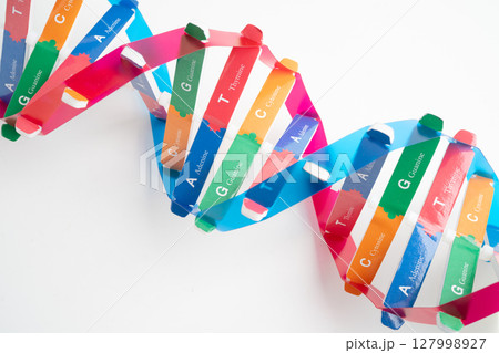 DNA or Deoxyribonucleic acid is a double helix chains structure formed by base pairs attached to a sugar phosphate backbone. DNA or Deoxyribonucleic acid is a double helix chains structure formed by base pairs attached to a sugar phosphate backbone. 127998927
