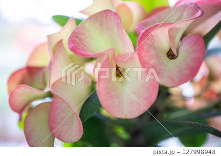 花麒麟 花麒麟 127998948