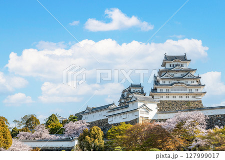 兵庫県姫路市　桜に彩られた春の国宝姫路城天守 127999017