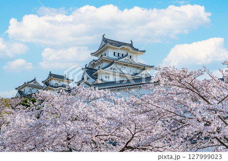 兵庫県姫路市　桜に彩られた春の国宝姫路城天守（近景） 127999023