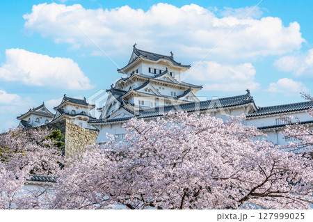 兵庫県姫路市　桜に彩られた春の国宝姫路城天守（近景） 127999025