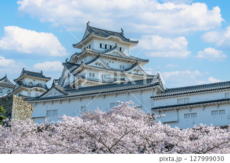 兵庫県姫路市　桜に彩られた春の国宝姫路城天守（近景） 127999030