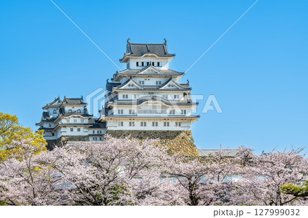兵庫県姫路市　桜に彩られた春の国宝姫路城天守 127999032