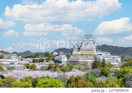 兵庫県姫路市　満開の桜に彩られた春の姫路城天守（遠景） 127999034