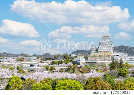 兵庫県姫路市　満開の桜に彩られた春の姫路城天守（遠景） 127999035