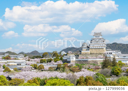 兵庫県姫路市　満開の桜に彩られた春の姫路城天守（遠景） 127999036