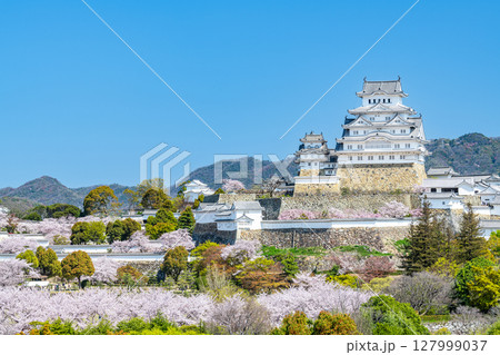 兵庫県姫路市 満開の桜に彩られた春の姫路城天守(遠景) 兵庫県姫路市 満開の桜に彩られた春の姫路城天守(遠景) 127999037