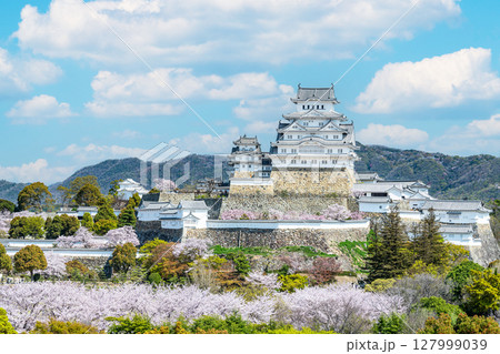 兵庫県姫路市　満開の桜に彩られた春の姫路城天守（遠景） 127999039