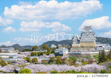兵庫県姫路市　満開の桜に彩られた春の姫路城天守（遠景） 127999040