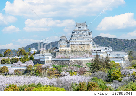 兵庫県姫路市　満開の桜に彩られた春の姫路城天守（遠景） 127999041