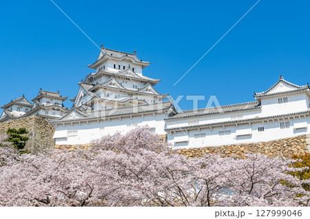 兵庫県姫路市　満開の桜に彩られた春の姫路城天守（近景） 127999046