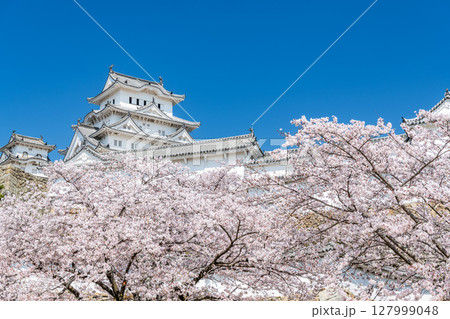 兵庫県姫路市　満開の桜に彩られた春の姫路城天守（近景） 127999048