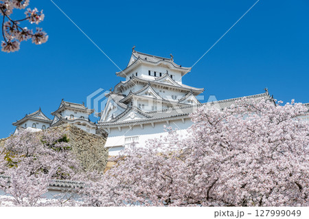 兵庫県姫路市　満開の桜に彩られた春の姫路城天守（近景） 127999049