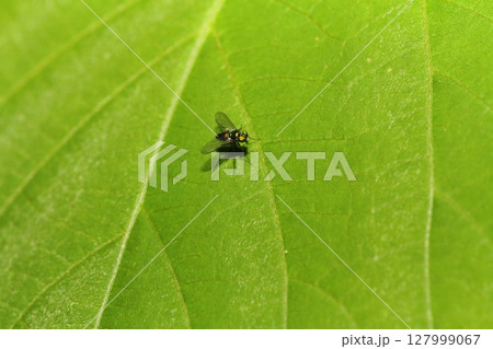 植物の葉にとまるアシナガバエの仲間 植物の葉にとまるアシナガバエの仲間 127999067