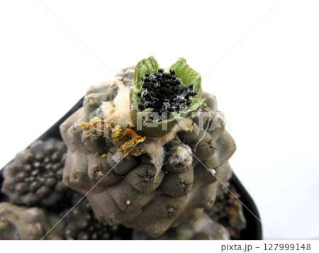 シードポット 127999148