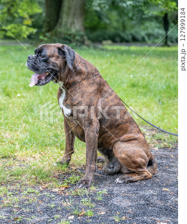 beautiful 3 years old purebred golden brown german boxer dog puppy jumping playing outdoor shooting beautiful 3 years old purebred golden brown german boxer dog puppy jumping playing outdoor shooting 127999184