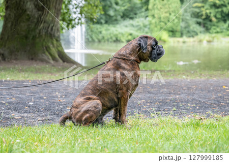 beautiful 3 years old purebred golden brown german boxer dog puppy jumping playing outdoor shooting beautiful 3 years old purebred golden brown german boxer dog puppy jumping playing outdoor shooting 127999185