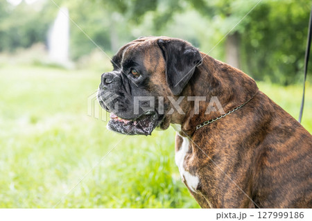 beautiful 3 years old purebred golden brown german boxer dog puppy jumping playing outdoor shooting beautiful 3 years old purebred golden brown german boxer dog puppy jumping playing outdoor shooting 127999186