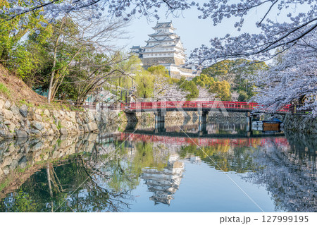 兵庫県姫路市　城見橋と桜に彩られた春の国宝姫路城天守 127999195