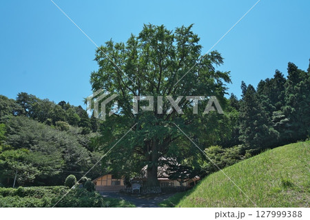 島根県 金言寺の大イチョウ 島根県 金言寺の大イチョウ 127999388