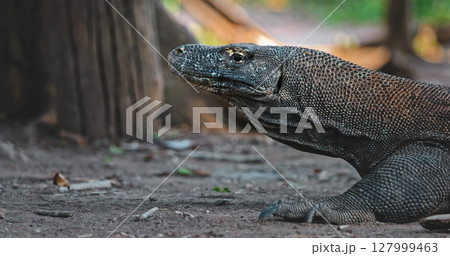 Large Komodo dragon (Varanus Komodoensis) walking on Rinca Island in Komodo National Park, Indonesia, a popular tourist destination for wildlife viewing 127999463