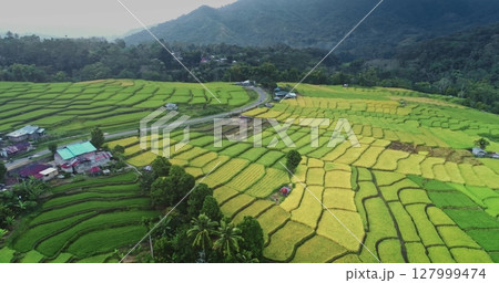 Lush green and golden rice terraces hillside, stunning patchwork under soft light. A winding road through the fields, picturesque views of rural landscape. Natural background. Aerial drone flight Lush green and golden rice terraces hillside, stunning patchwork under soft light. A winding road through the fields, picturesque views of rural landscape. Natural background. Aerial drone flight 127999474