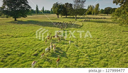 Big group of fallow deer walking green field, creating line move together, showcasing beauty of natural environment. Wildlife animals discovery, travel untouched wild nature. Aerial view drone footage 127999477