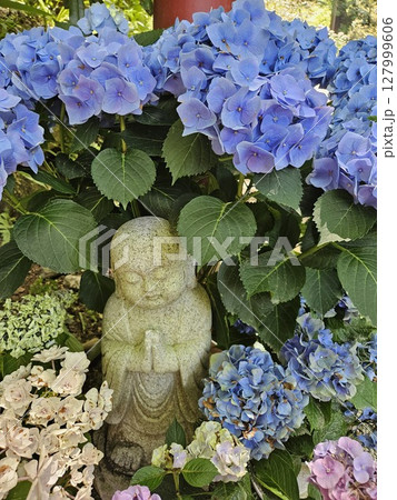 紫陽花とお地蔵様 127999606
