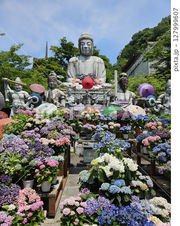 紫陽花に囲まれた寺 127999607