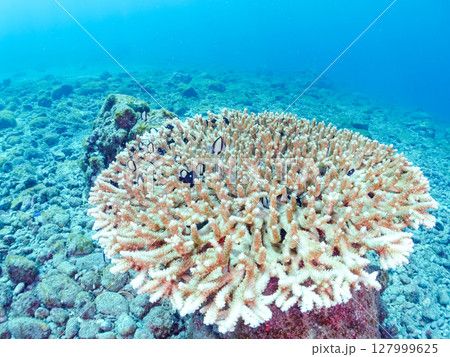 テーブルサンゴのフタスジリュウキュウスズメダイ幼魚他の群れヒリゾ浜中木南伊豆町伊豆半島静岡県2024 127999625