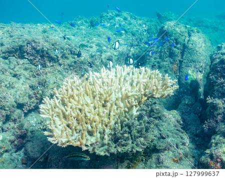 テーブルサンゴのフタスジリュウキュウスズメダイ幼魚他の群れヒリゾ浜中木南伊豆町伊豆半島静岡県2024 127999637
