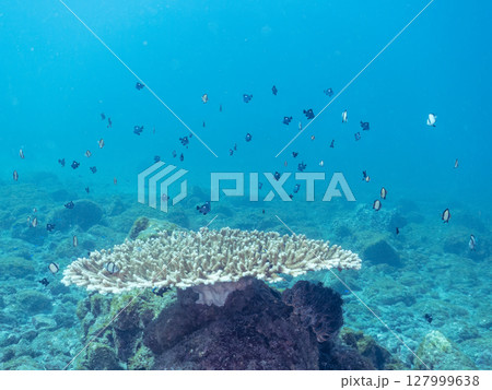 テーブルサンゴのフタスジリュウキュウスズメダイ幼魚他の群れヒリゾ浜中木南伊豆町伊豆半島静岡県2024 127999638