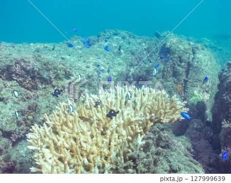 テーブルサンゴのフタスジリュウキュウスズメダイ幼魚他の群れヒリゾ浜中木南伊豆町伊豆半島静岡県2024 127999639