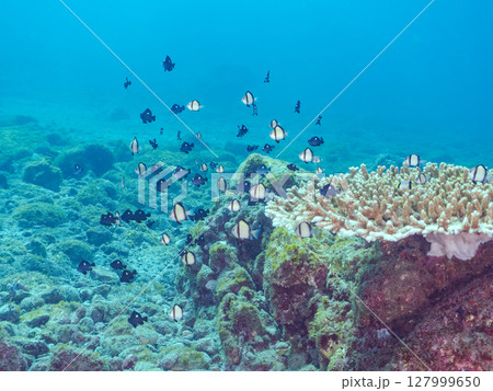 テーブルサンゴのフタスジリュウキュウスズメダイ幼魚他の群れヒリゾ浜中木南伊豆町伊豆半島静岡県2024 テーブルサンゴのフタスジリュウキュウスズメダイ幼魚他の群れヒリゾ浜中木南伊豆町伊豆半島静岡県2024 127999650
