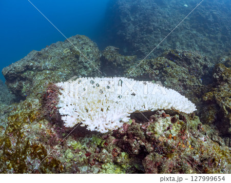 テーブルサンゴのフタスジリュウキュウスズメダイ幼魚他の群れヒリゾ浜中木南伊豆町伊豆半島静岡県2024 127999654