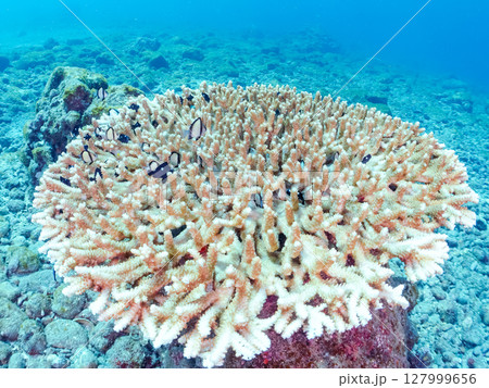 テーブルサンゴのフタスジリュウキュウスズメダイ幼魚他の群れヒリゾ浜中木南伊豆町伊豆半島静岡県2024 テーブルサンゴのフタスジリュウキュウスズメダイ幼魚他の群れヒリゾ浜中木南伊豆町伊豆半島静岡県2024 127999656