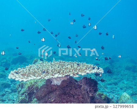 テーブルサンゴのフタスジリュウキュウスズメダイ幼魚他の群れヒリゾ浜中木南伊豆町伊豆半島静岡県2024 127999658