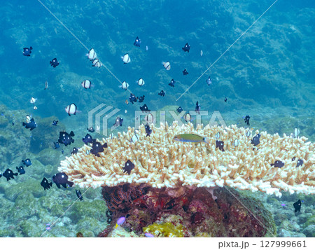 テーブルサンゴのフタスジリュウキュウスズメダイ幼魚他の群れヒリゾ浜中木南伊豆町伊豆半島静岡県2024 127999661