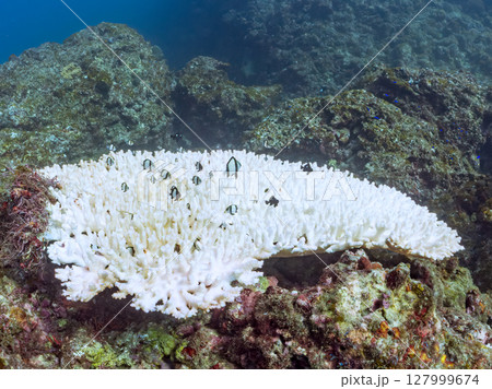 テーブルサンゴのフタスジリュウキュウスズメダイ幼魚他の群れヒリゾ浜中木南伊豆町伊豆半島静岡県2024 127999674