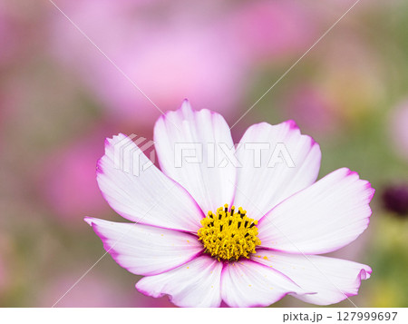 ピンクの縁の白いコスモスの花 ピンクの縁の白いコスモスの花 127999697
