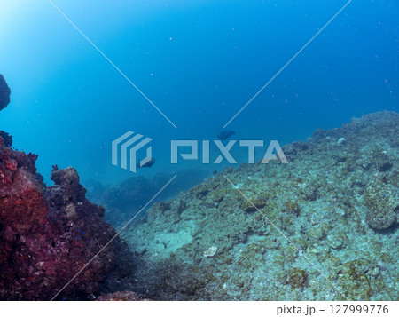 大きく美しいアオブダイ、ツノダシ、イシガキダイ他の群れ。ヒリゾ浜中木南伊豆町伊豆半島静岡県2024 大きく美しいアオブダイ、ツノダシ、イシガキダイ他の群れ。ヒリゾ浜中木南伊豆町伊豆半島静岡県2024 127999776