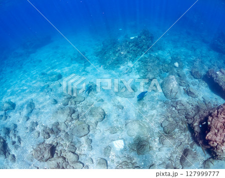 大きく美しいアオブダイ、ツノダシ、イシガキダイ他の群れ。ヒリゾ浜中木南伊豆町伊豆半島静岡県2024 127999777