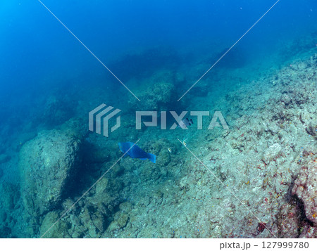 大きく美しいアオブダイ、ツノダシ、イシガキダイ他の群れ。ヒリゾ浜中木南伊豆町伊豆半島静岡県2024 大きく美しいアオブダイ、ツノダシ、イシガキダイ他の群れ。ヒリゾ浜中木南伊豆町伊豆半島静岡県2024 127999780