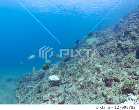 大きく美しいアオブダイ、ツノダシ、イシガキダイ他の群れ。ヒリゾ浜中木南伊豆町伊豆半島静岡県2024 127999782