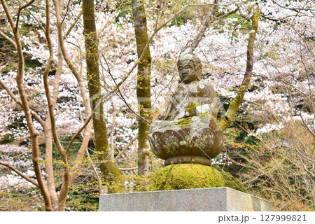 苔むした像と桜に囲まれた春の風景 苔むした像と桜に囲まれた春の風景 127999821