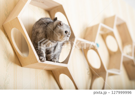 Playful young gray scottish fold cat interested with hanging beads while walking on wall mounted wooden shelf 127999996
