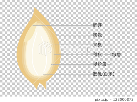 Rice structure, no husk 128000872