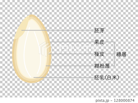 稻米結構，無稻殼 128000874